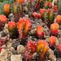 Preview: Astrophytum myriostigma kikko koho